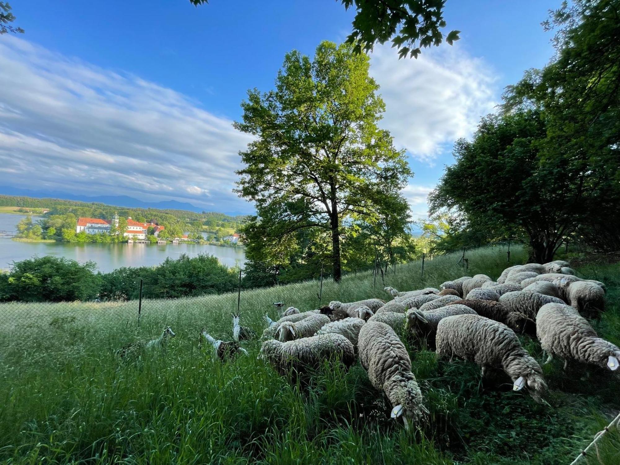 Seeblick Chiemgau, Haus Am Weinberg, 83370 Seeon Oberbayern Buitenkant foto